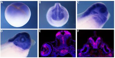 The Stemness Gene Mex3A Is a Key Regulator of Neuroblast Proliferation During Neurogenesis